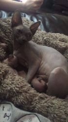 Sphynx kittens now ready for their new for ever home