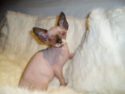 Beautiful Sphynx girl and boy with stunning blue eyes