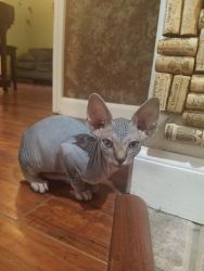 Female sphynx kittens ready to go this month