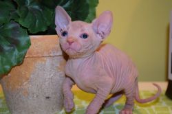 Sphynx Kittens available for a lovely and Caring home