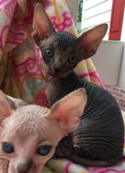 FOREVERSPHYNX HAS KITTENS AVAILABLE
