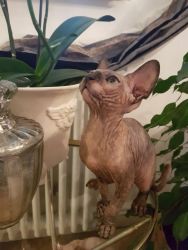 Sphynx Cat For Sale