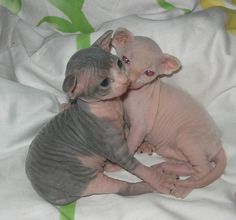 Little hairless boy and girl are ready for forever homes.