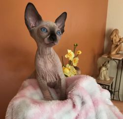 Great Quality Sphynx Kittens