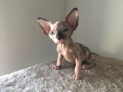 Gorgeous Sphinx kittens waiting for you to bring them home!