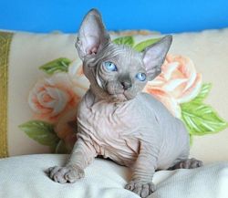 Gorgeous male and female Sphynx kittens ready to go to good homes