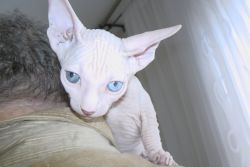 Odd Eyed Sphinx kitten