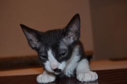 Donskoy Sphynx Kitten For Sale