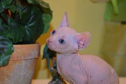 Beautiful Blue Eyed Sphynx kittens.