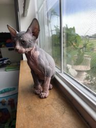 Sphynx cat boy for sale. Chicago