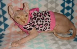 Two Elf Sphynx Kittens For Sale in Alabama