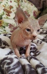 Sphynx Kitten For Sale