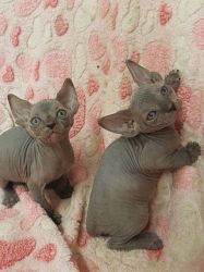 Beautiful Sphinxs Kittens