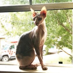 1 1/2 yr old female sphynx cat for sale