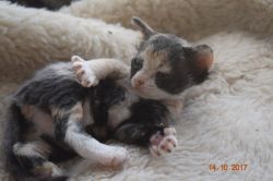 Unusual Sphynx Kittens Ready For New Home(xxx) xxx-xxx2