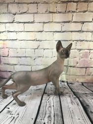 Beautiful Male Sticky Bald Sphynx Available!