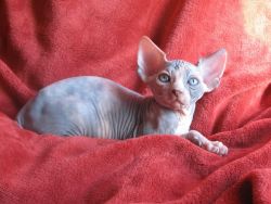 Canadian Sphynx Kittens for Re-Home ## (xxx) xxx-xxx4