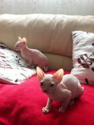 Stunning Sphynx Kittens for sale
