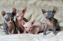 Sphynx Kittens Available
