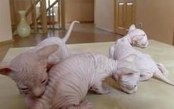 Hairless Sphynx Kittens