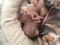 Stunning Sphynx Kittens for sale