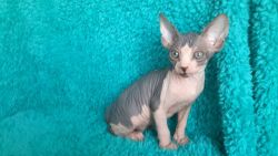 Sphynx Kittens Available For Sale----(405) xxx-xxxx--