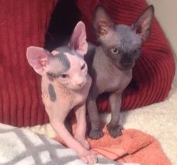 Sphynx Available for sale