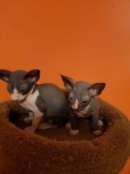 beautiful sphynx kittens are looking for a new home