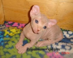 Dwelf-Sphynx hairless baby boy kitten