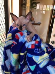 Great Quality Sphynx kittens For Sale!