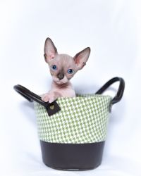 Sphynx cat available ready for new home