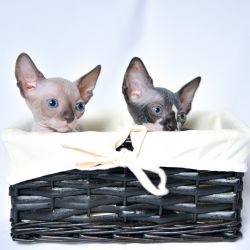 Two bambino kittens waiting for new home