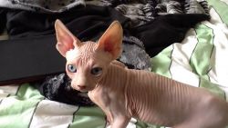 Sphynx kittens males and females available