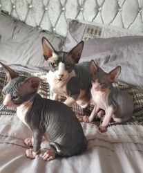 Sphynx Kittens for new homes