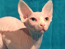 CFA and TICA registered Sphynx kittens coming soon