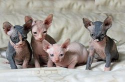 beautiful Sphynx Kittens‏ boys and girls
