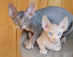 Blue eyed Sphynx Kittens Available