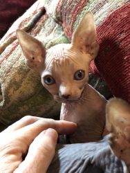 Sphynx kitten in Georgia. We have a Beautiful blue eyed boy available!
