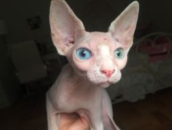 Female Sphynx Cat With Beautiful Odds Eyes