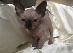 Wonderful Boy Sphynx Kittens Available