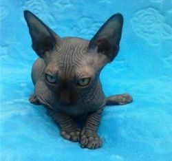 3 Amazing Canadian Male Sphynx For Adoption