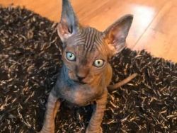 Sphynx kittens available to reserve