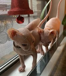 3 Sphynx Males Available