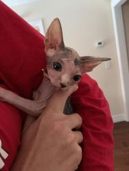 Adorable Sphynx Kitten in Need of Home