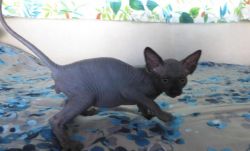 3 Sphynx kittens both males and female available