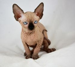 Beautiful Male and Female Eyed Sphynx Kitten