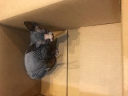 Excellent Bloodlines Male and Female Sphynx Kittens