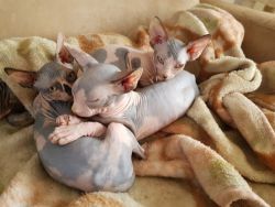 Sphynx kittens male and female vaccinated and dewormed contact or te