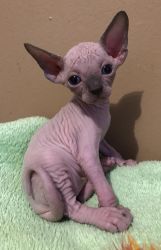 Canadian Sphynx Male and Female Kittens