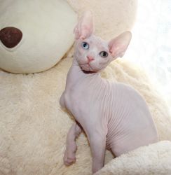 Sphynx kittens male and female vaccinated and dewormed contact or text